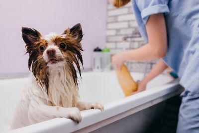 Pet Grooming and Pet Sitting Insurance in Catskill, NY by My Valentine Insurance Agency