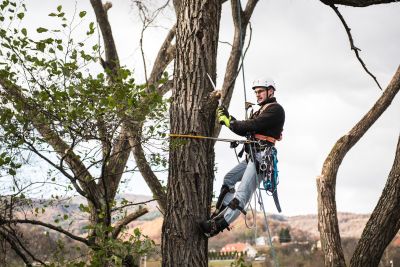 Tree Trimming Insurance in Catskill, NY by My Valentine Insurance Agency