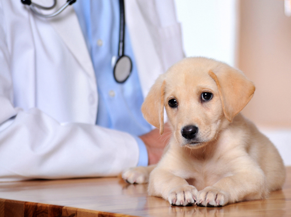 Catskill, Windham, NY, NY. Animal Clinic Insurance